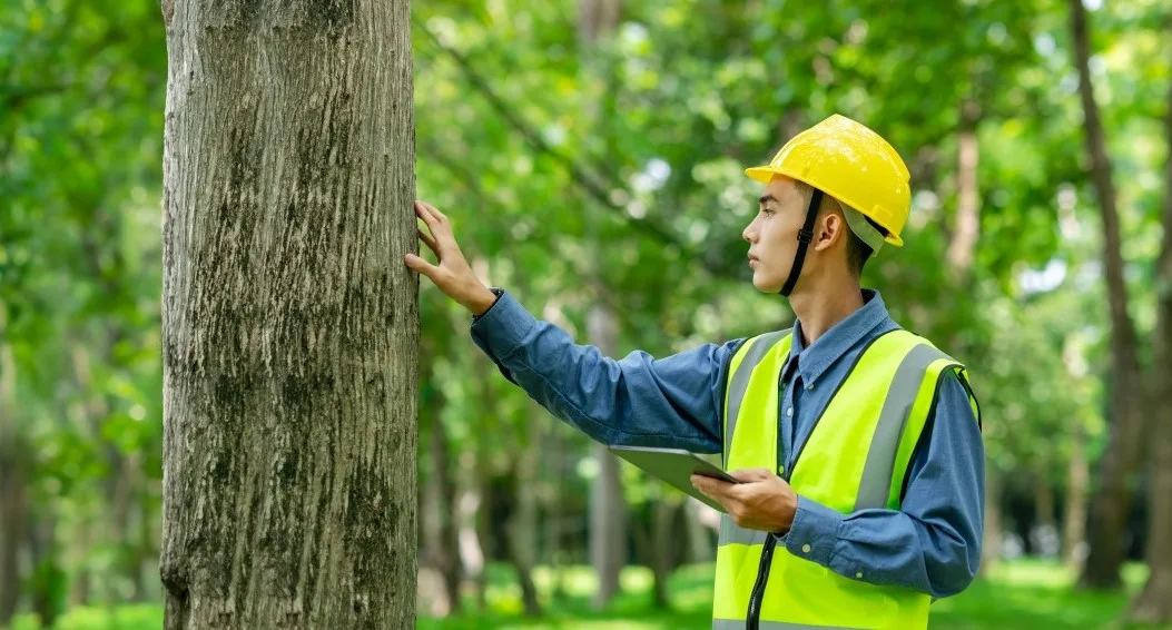 Professional tree surgeon conducting a health inspection of a tree in Essex, wearing safety gear and holding a tablet as part of expert tree surgeon services.