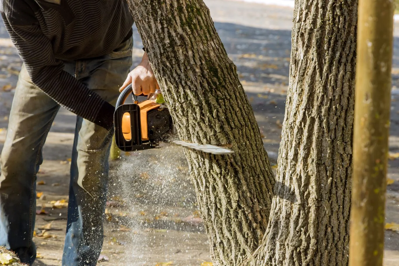 Tree surgeon using a chainsaw to cut down a large tree – illustrating professional tree cutting cost and services in the UK.