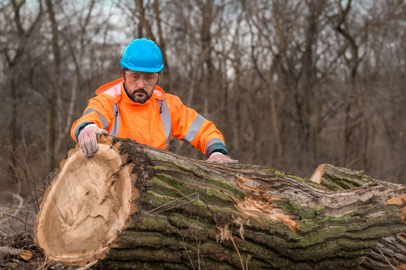 Tree surgeon in safety gear inspecting a large felled tree trunk, representing professional tree removal cost services in Essex, UK.