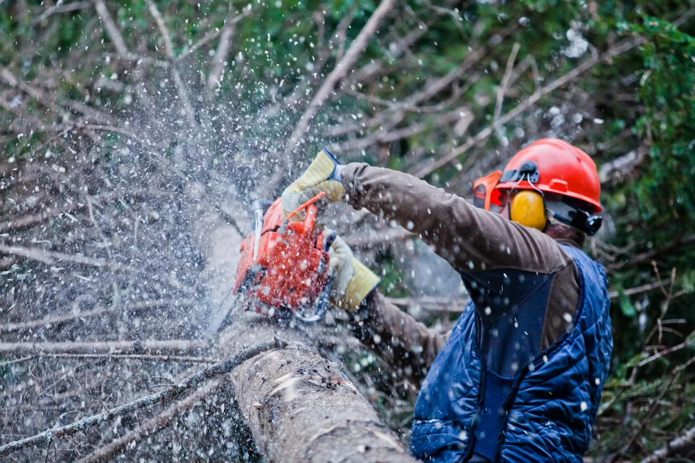A professional tree removal expert using a chainsaw to cut through a large fallen tree in a dense forest area, wearing safety gear including a red helmet and ear protection during a tree removal job.