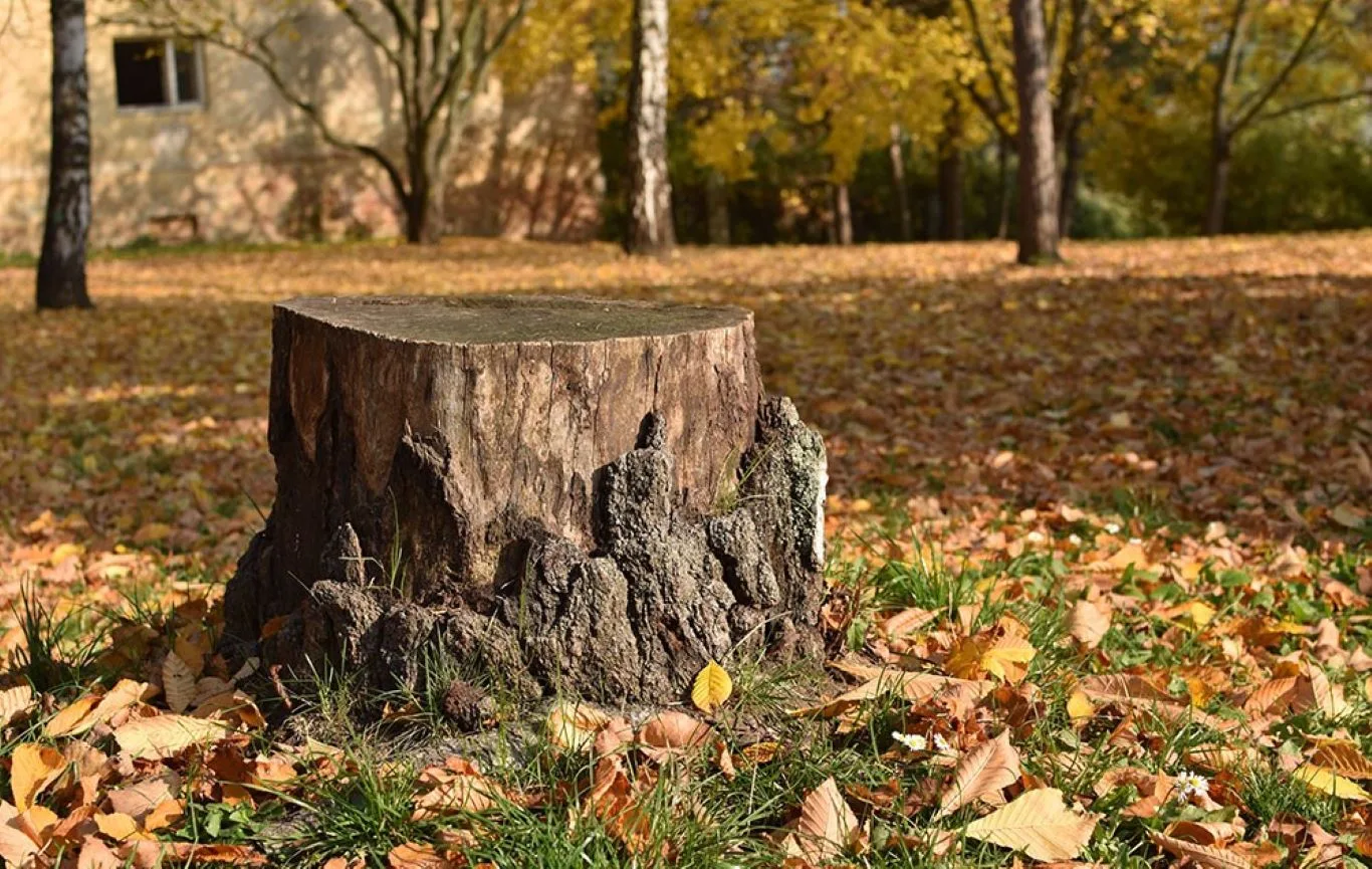 Large tree stump on autumn grass covered with leaves, ideal example for professional stump remover services in Essex gardens.