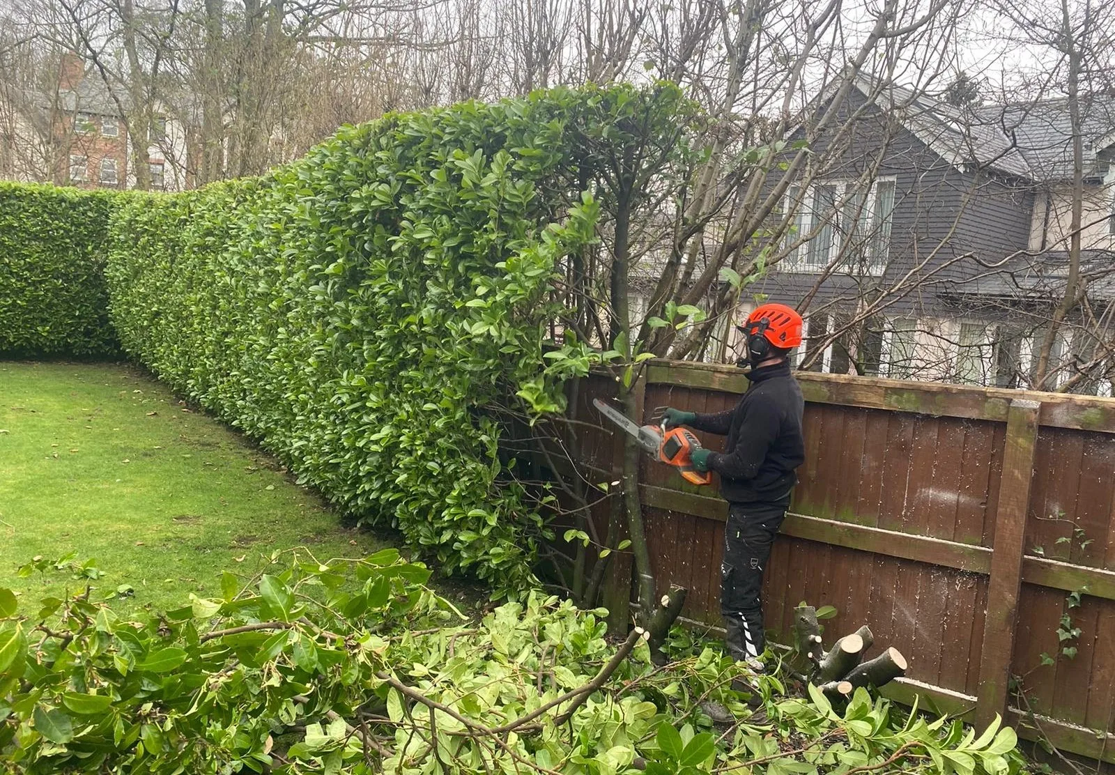 Professional hedge removal in progress, with a tree surgeon using a chainsaw to cut and clear a large garden hedge in Chigwell.