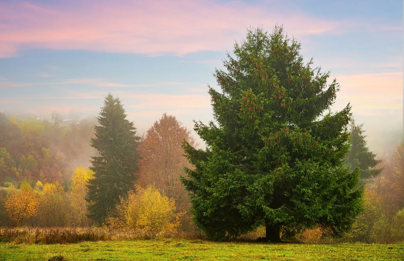 A stunning conifer tree with a full, green canopy stands prominently in the foreground of a misty landscape, with other trees showing autumn colours and a soft pink and blue sky behind it, which is the type of tree often targeted for Conifer Tree Removal.