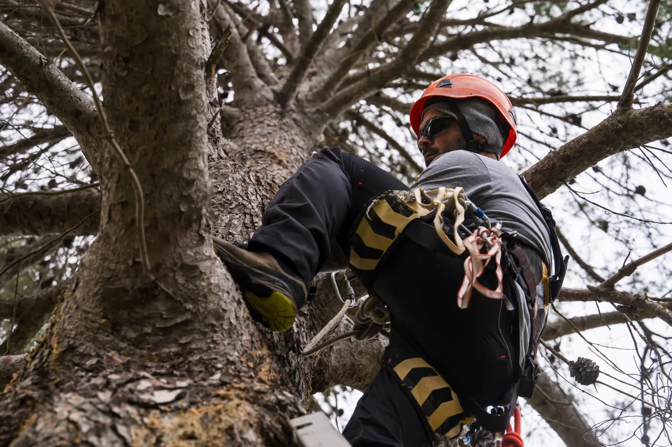 Professional arborist climbing a tree with safety gear and helmet while providing affordable tree services in Essex.