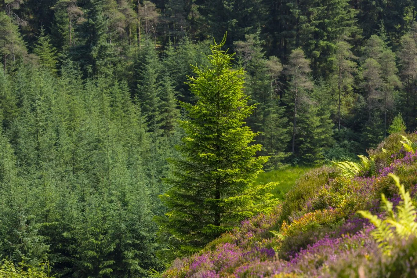 Beautiful conifer tree facts in the UK forest, showcasing evergreen conifers on a hillside with purple heather and lush greenery in the background.