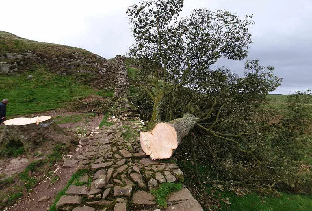 Freshly felled trunk after cutting down a sycamore tree, showing the large stump and fallen branches on a historic stone pathway in the countryside.