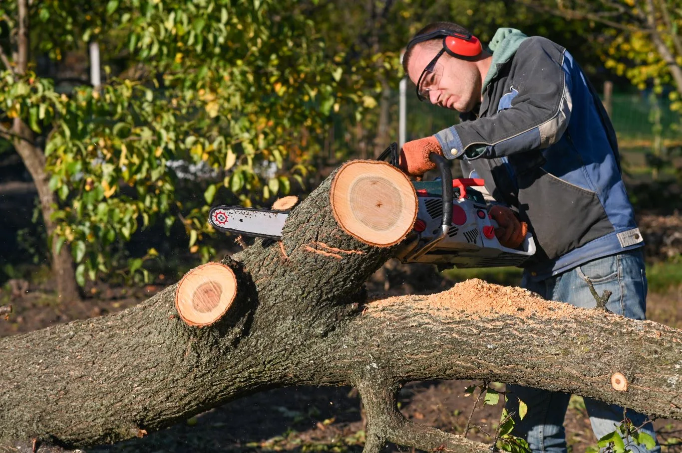 Arborist performing emergency tree removal with a chainsaw, cutting a fallen tree trunk safely in a residential garden in the UK.