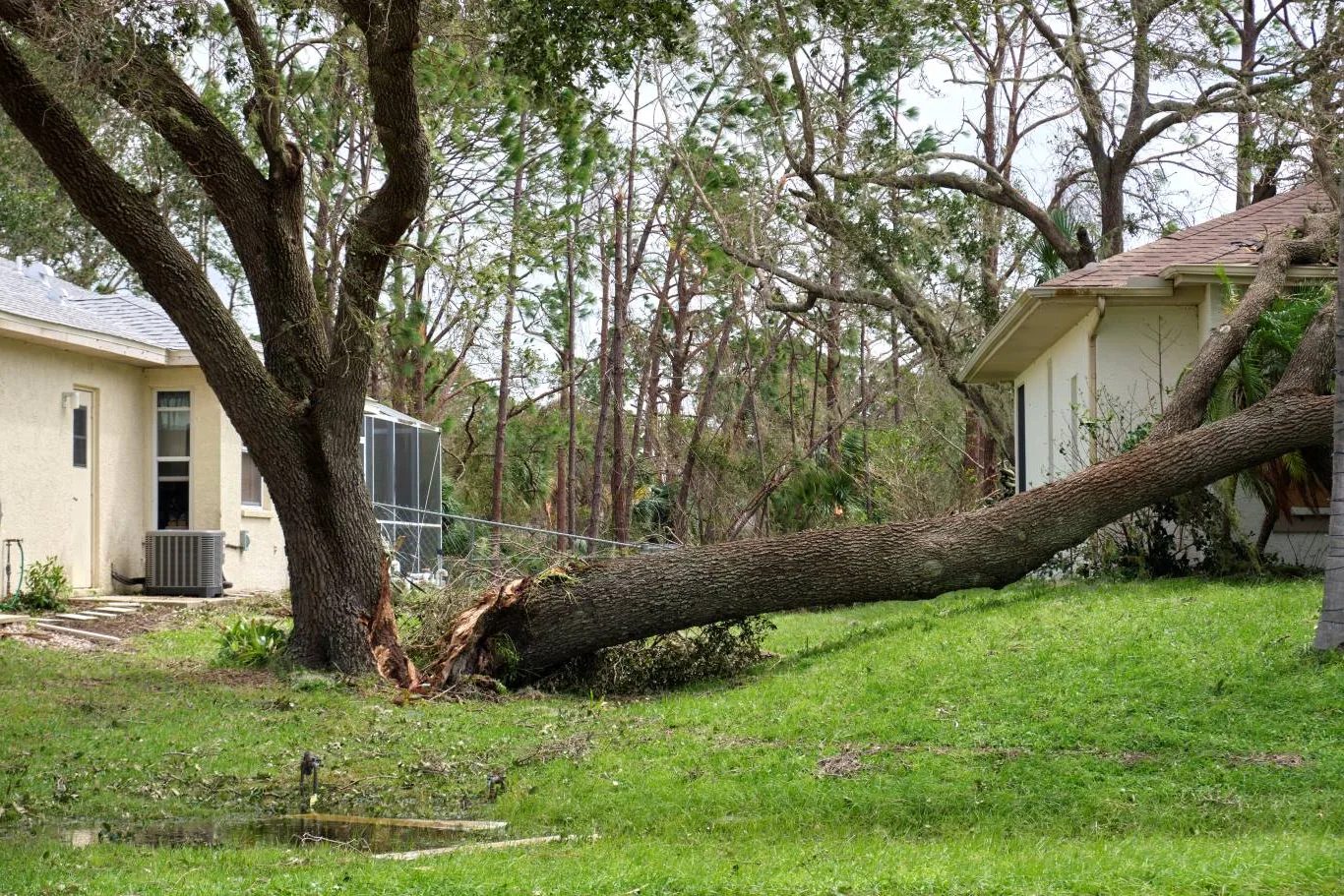 Emergency tree removal of a fallen tree leaning on a house after storm damage, highlighting urgent tree service needs for property safety.