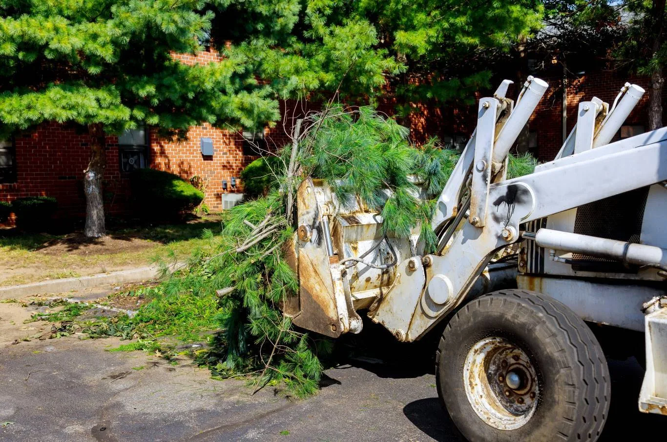 A skid-steer loader equipped with a grapple attachment is actively clearing away a pile of freshly cut evergreen branches, a task that often precedes or is related to understanding Hedge Removal Cost.