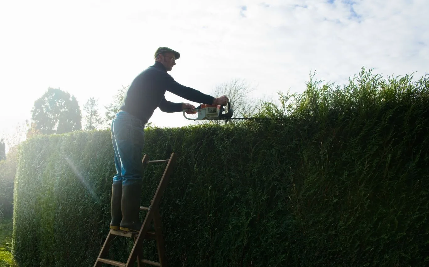 A person in a cap, dark long-sleeved shirt, jeans, and work boots stands on a wooden ladder, using an electric hedge trimmer to prune a tall, dense green hedge under a bright sky. Considering the equipment and labor, this image can illustrate factors influencing hedge trimming cost.