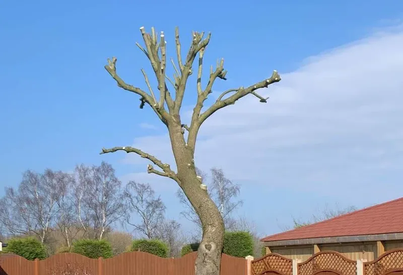 A deciduous tree, recently pollarded, stands against a clear blue sky, its main branches trimmed back to the trunk to encourage new growth, providing a visual representation of the common practice associated with Tree Pollarding Cost.