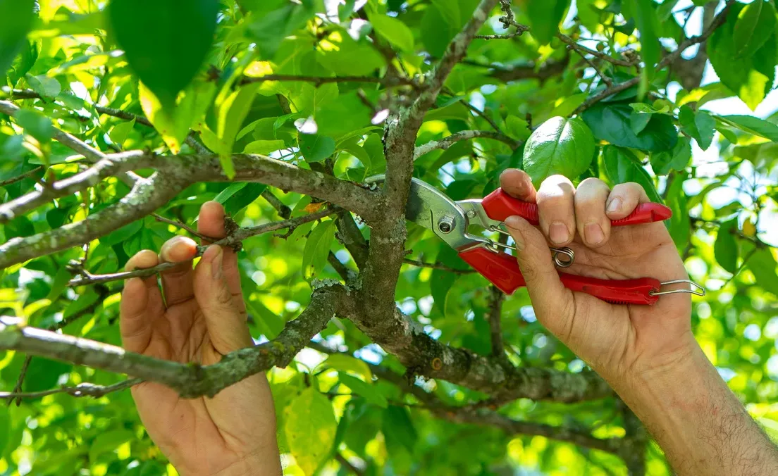 A gardener's hands are shown up close, using red-handled pruning shears to cut a small branch from a lush, green tree, illustrating the detailed work that contributes to overall tree pruning cost.