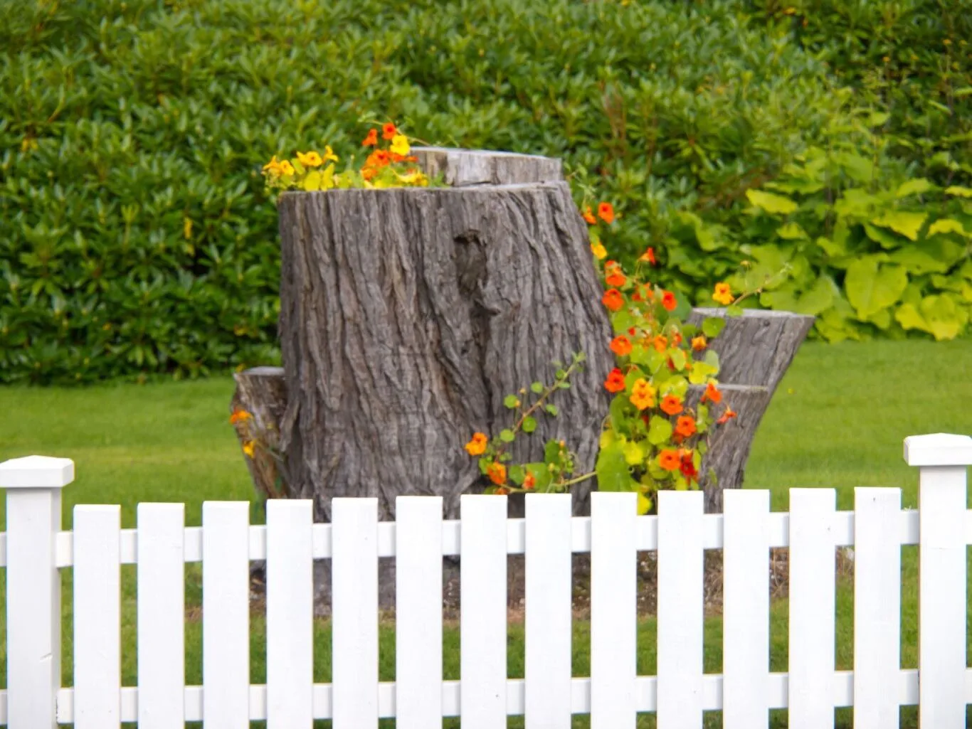 A large tree stump, repurposed as a planter with vibrant orange and yellow flowers, sits in a lush green garden behind a white picket fence, illustrating a creative alternative to considering Tree Stump Removal Cost.