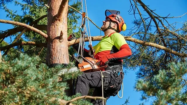 Qualified tree surgeon using safety equipment for tree cutting, representing professional services and tree surgeon costs in the UK.