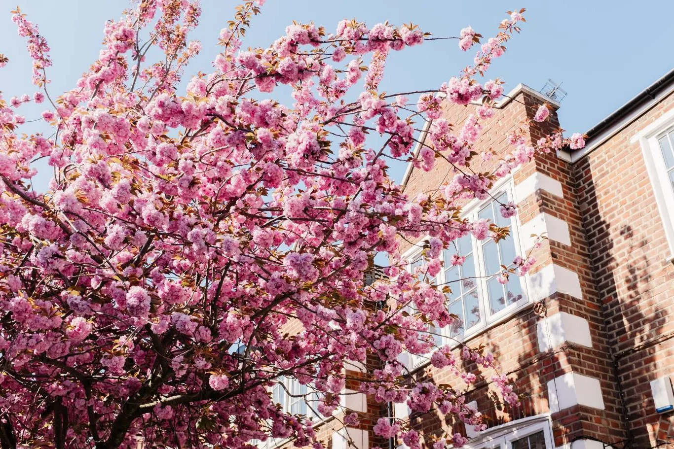 A cherry tree in full pink blossom beside a traditional UK brick house, captured in springtime – a seasonal reminder of when to prune a cherry tree for healthy growth and future flowering.