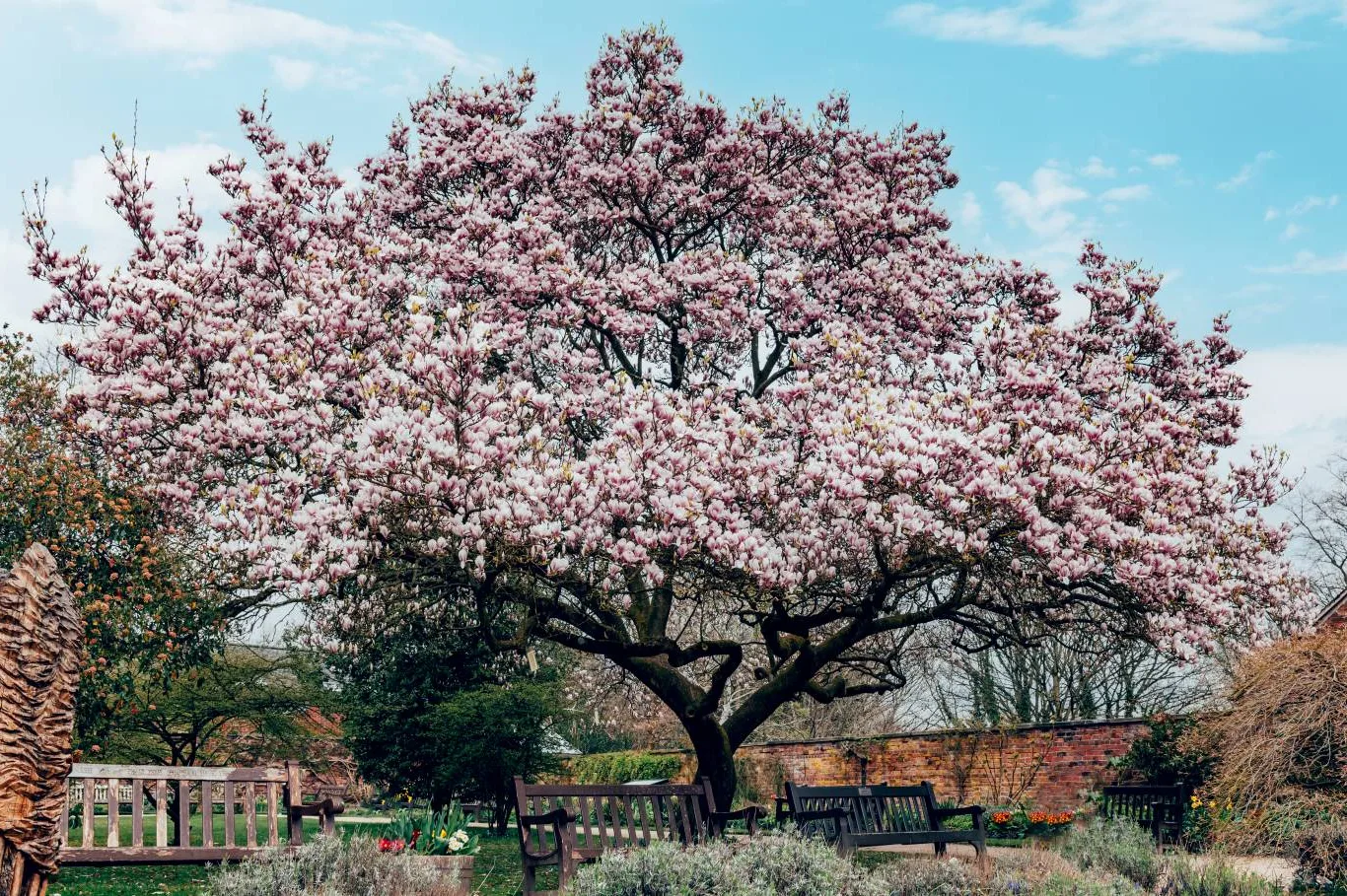 A blooming magnolia tree in a UK garden during spring, showing why knowing when to prune a magnolia tree is important for maintaining its shape and vibrant blossoms.