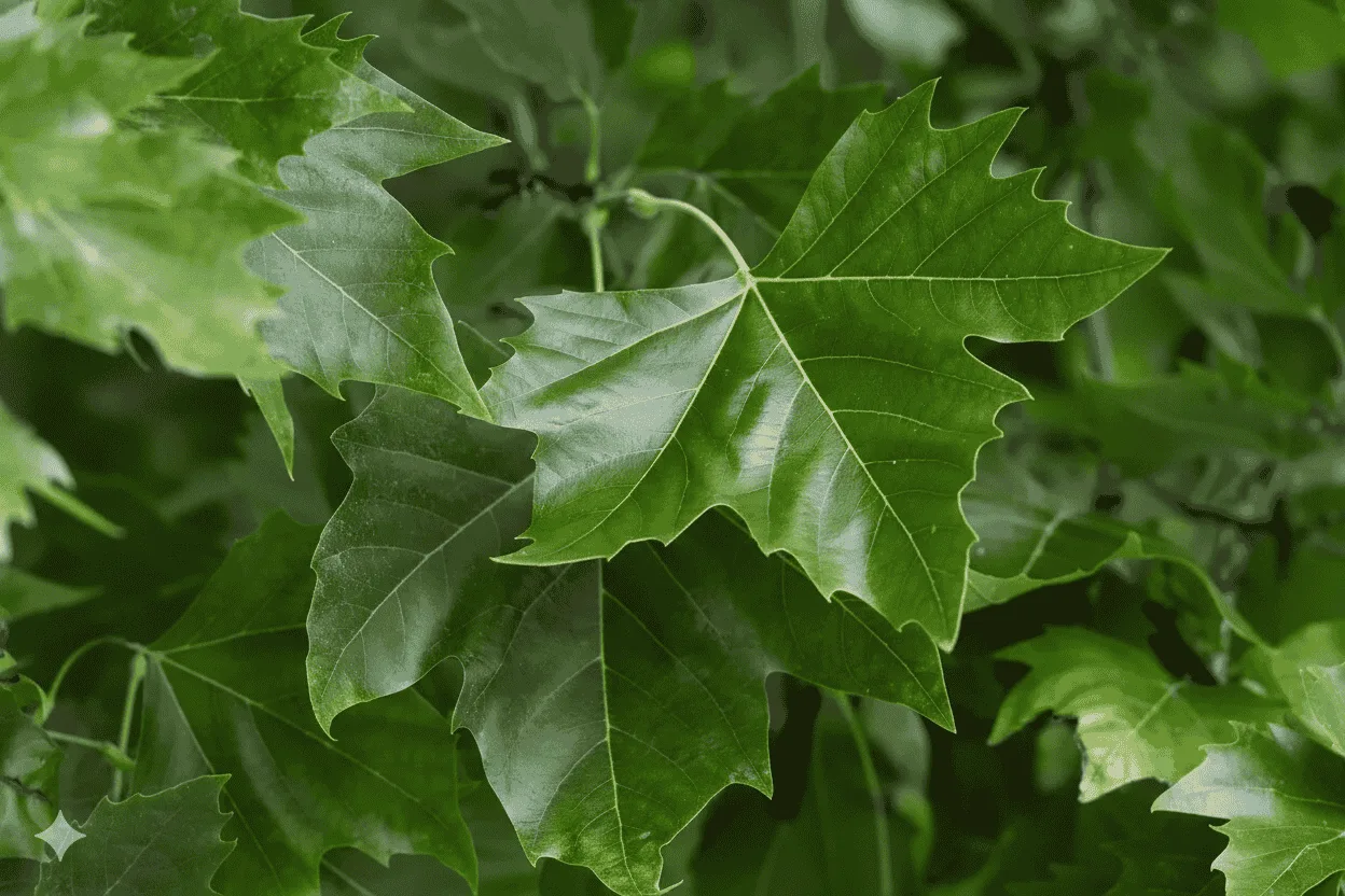 Close-up of glossy green leaves showing key details for identifying the London Plane Tree, ideal for illustrating London plane tree facts and characteristics.