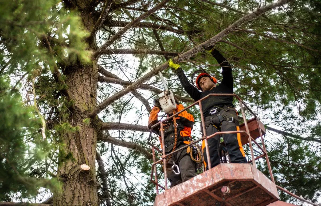 Experienced tree surgeons in Essex working safely on an elevated platform, using a chainsaw to trim high branches and maintain the health and structure of a large tree.
