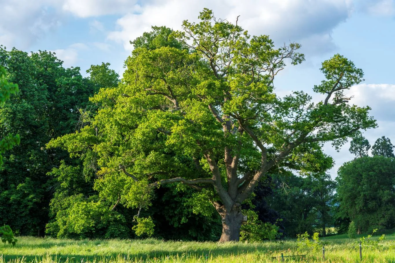 A large mature oak standing in a green meadow surrounded by lush foliage, representing the beauty and strength of British native trees in their natural countryside setting.
