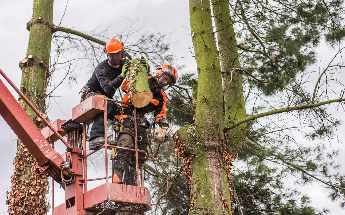 Professional arborists performing commercial tree services using safety gear and a lift platform to trim and remove large branches safely.