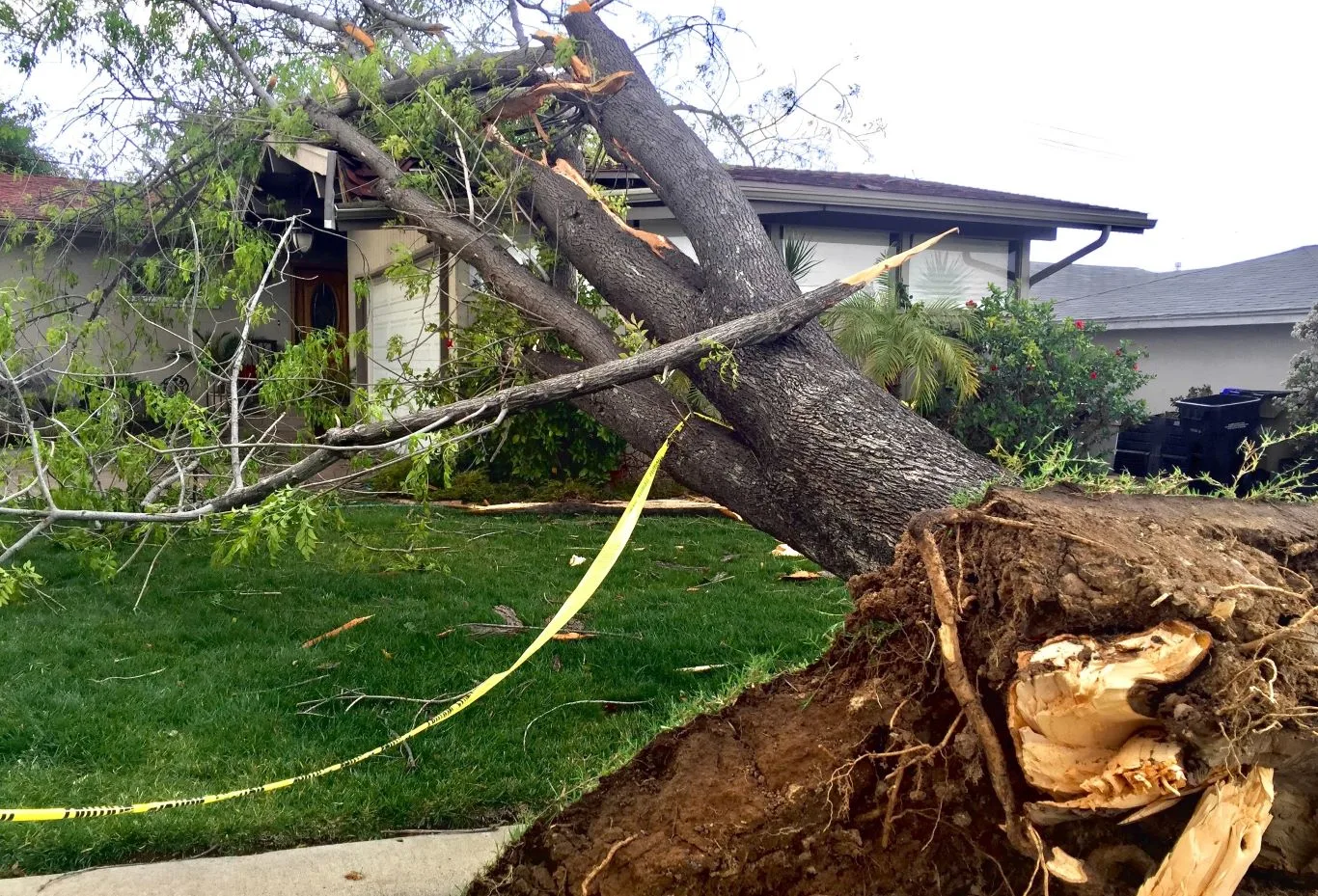 Large fallen tree leaning on a house after a storm, showing extensive root damage and broken branches, illustrating the need for professional fallen tree removal services to ensure property safety.