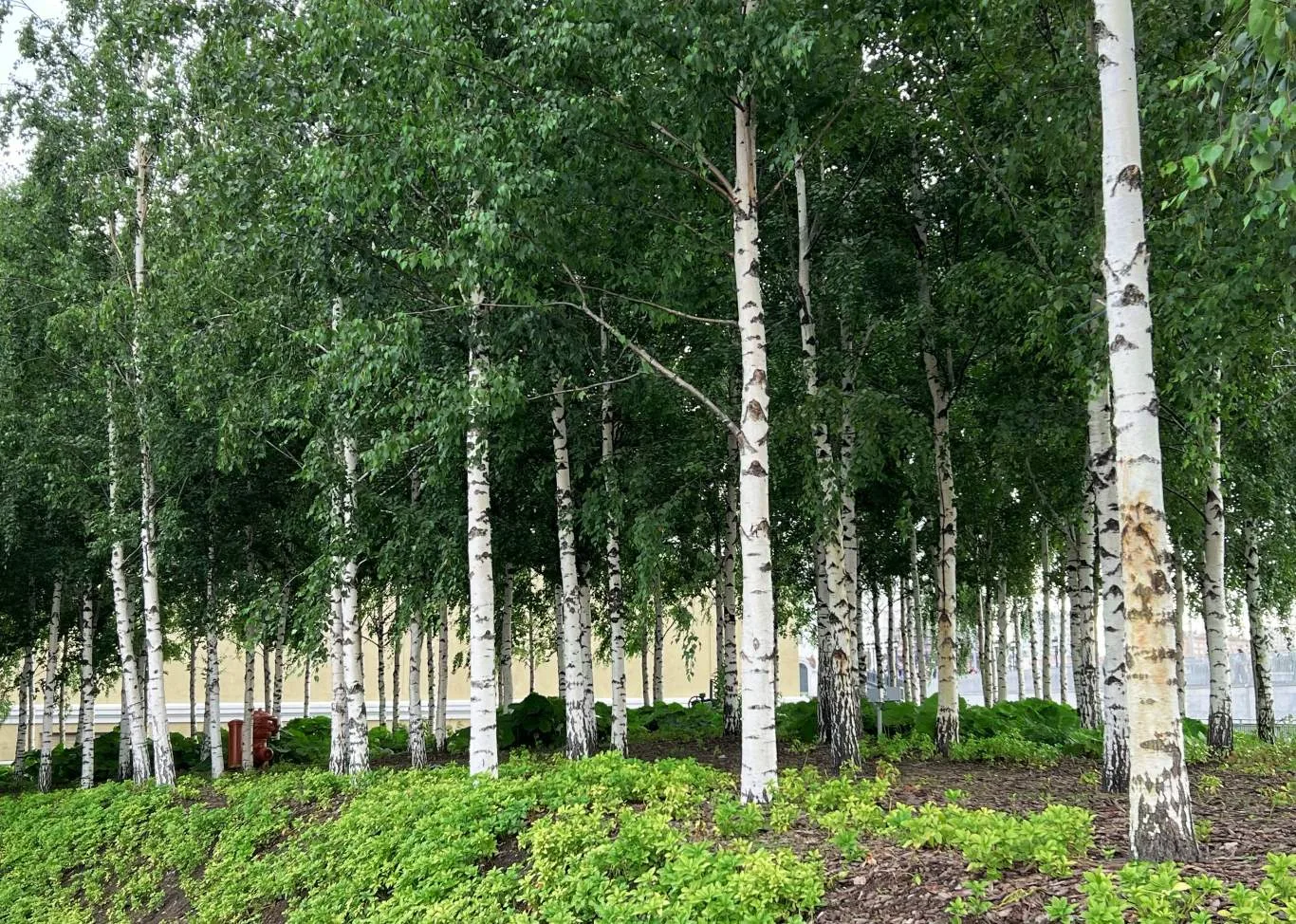 A peaceful grove of Silver Birch trees with distinctive white bark and green foliage, showcasing natural beauty and structure — an ideal example for learning about Silver Birch Tree Facts.