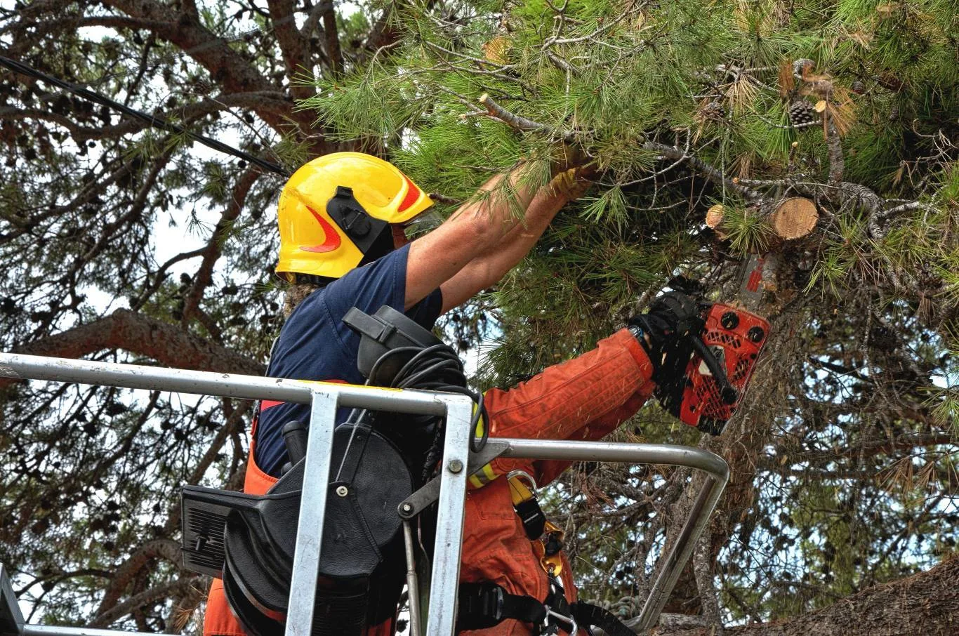 A professional arborist wearing safety gear performs tree crown thinning services using a chainsaw from an elevated platform, carefully removing excess branches to improve tree health and light penetration.
