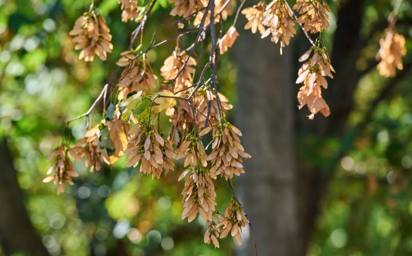 Close-up of tree branches showing dried and discolored leaves, a common sign of tree diseases in the UK caused by pests, fungi, or environmental stress.