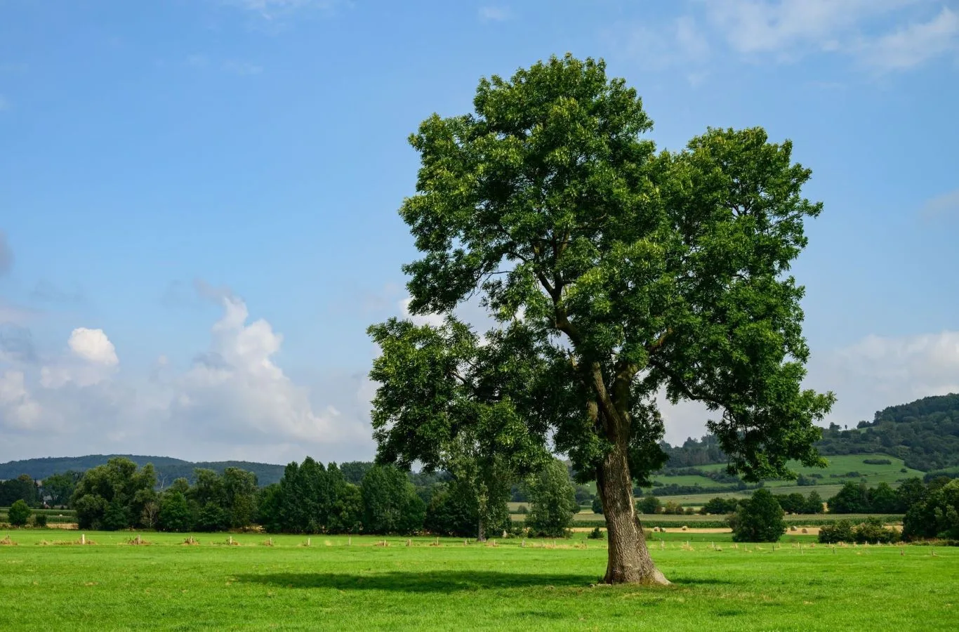 A tall ash tree standing alone in a green field with rolling hills and blue sky in the background, beautifully representing the natural landscape and different types of ash trees found in the countryside.