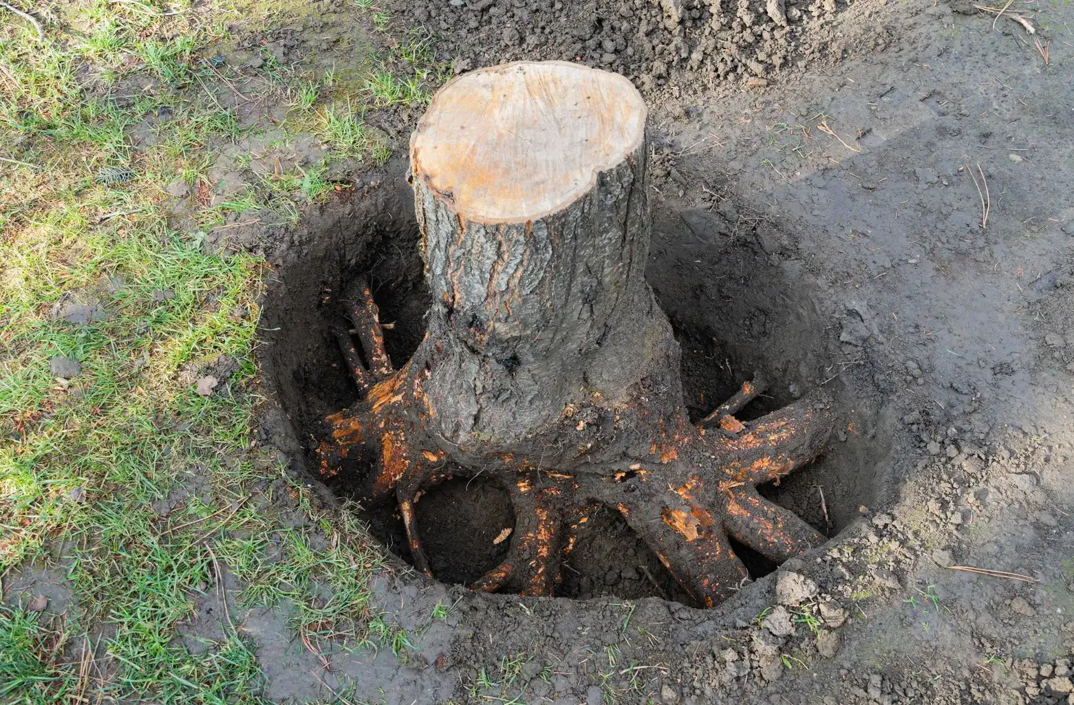 A close-up view of an exposed tree stump and its roots during excavation, showing the early stages of a professional tree stump removal service preparing the stump for safe and complete extraction.