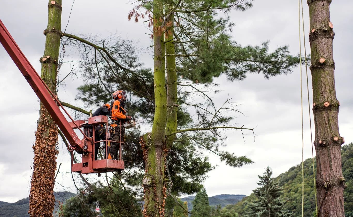 Professional arborists from a trusted tree care company safely trimming tall trees using a cherry picker and chainsaw to maintain healthy and well-managed landscapes.