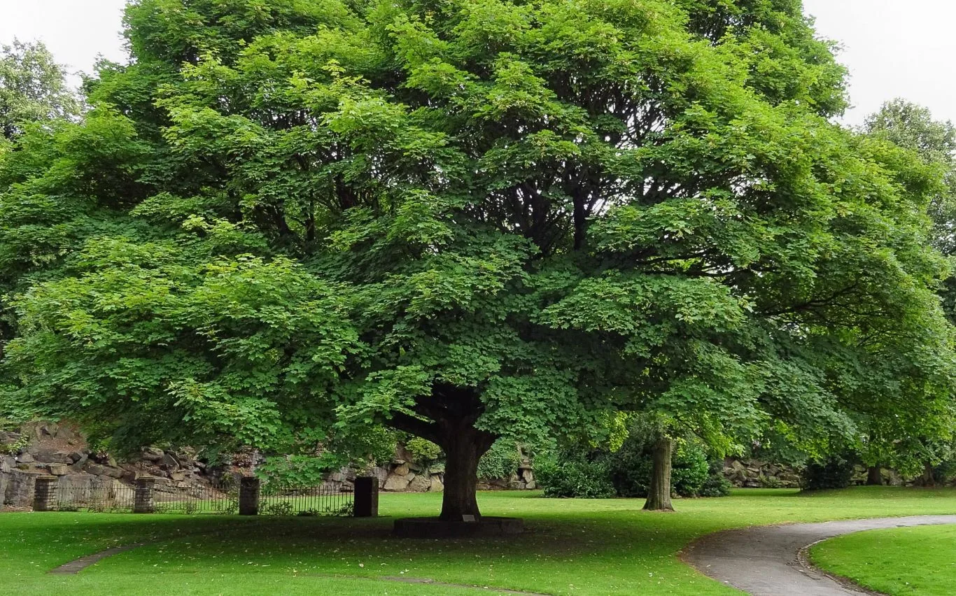 A mature sycamore tree standing in a lush green park, showcasing its broad canopy and dense leaves — an excellent example used to illustrate different types of sycamore trees found in the UK.