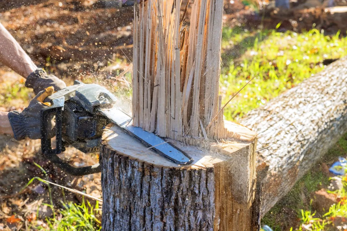 Professional tree and stump removal in progress, showing a tree stump being carefully cut and prepared for safe ground clearance in a garden setting.