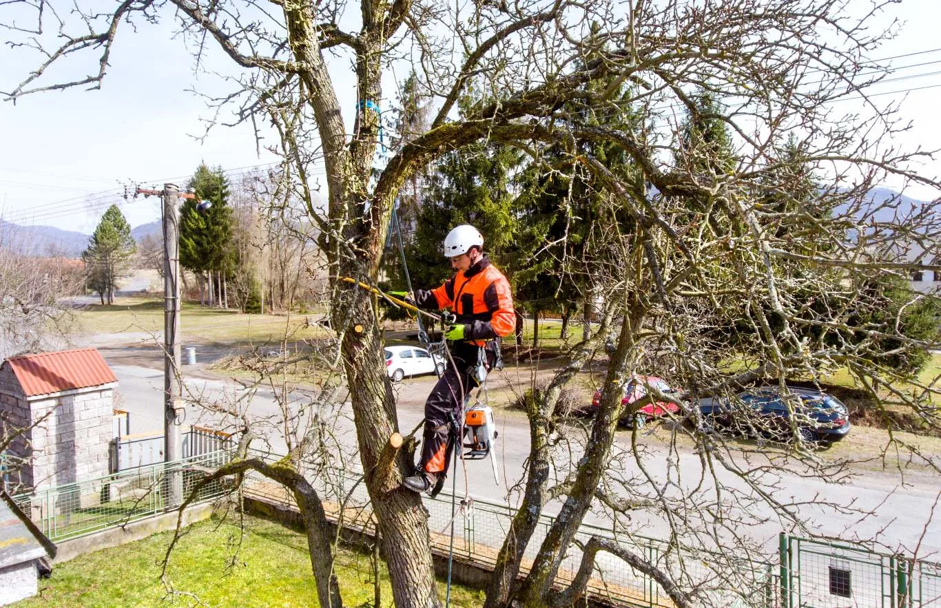 A professional arborist performing tree surgeon services, safely pruning branches from a mature tree in a residential area.