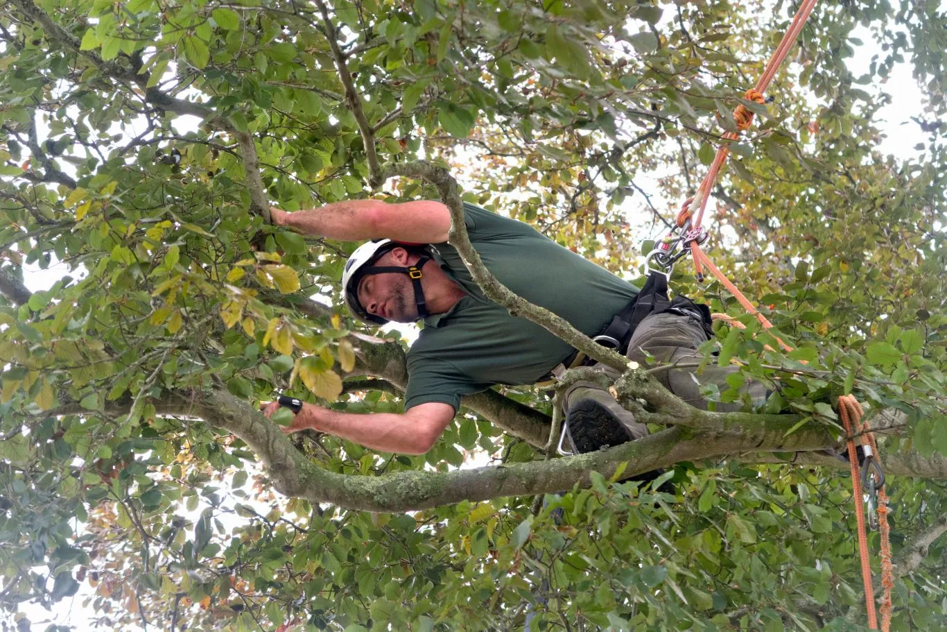 Professional arborist carrying out tree surgery services, safely pruning branches while secured with climbing equipment to maintain tree health and structure.
