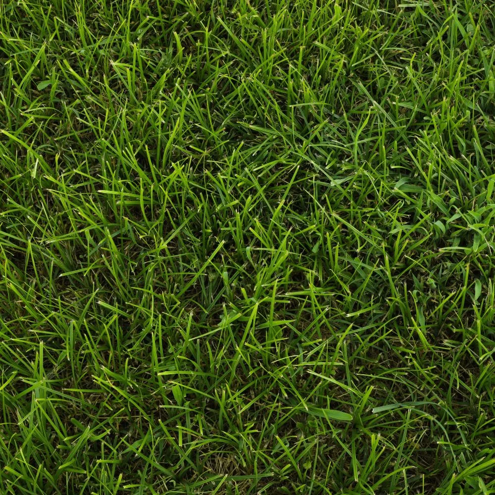 Shade Specialist Turf
