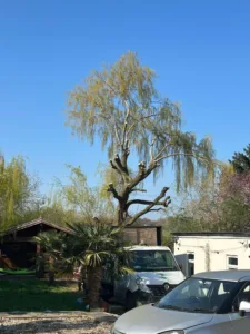 Willow tree pruning near power lines in a residential garden, showing partially cut branches safely managed around overhead cables by professional tree surgeons.